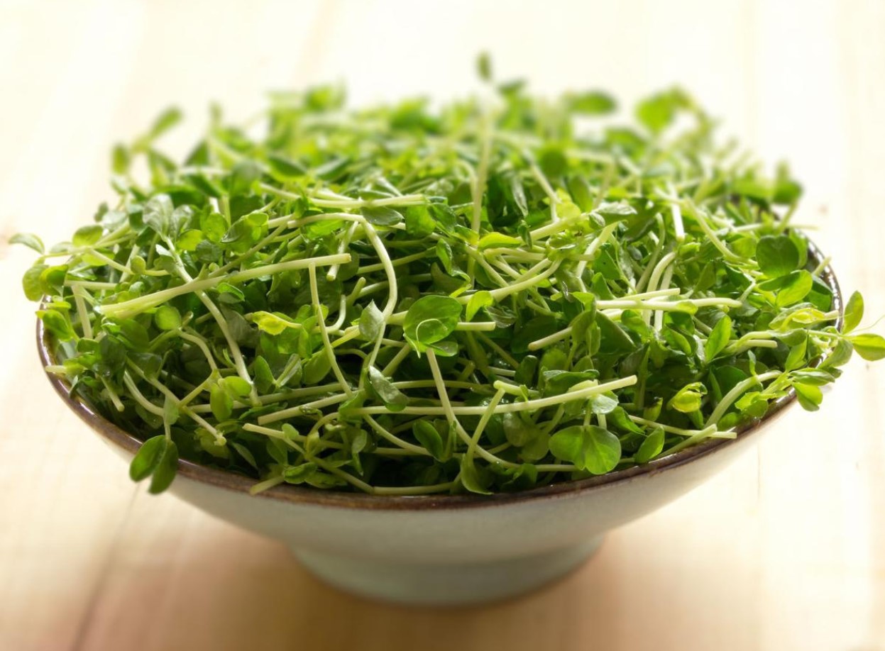 You are currently viewing The Appeal of Pea Shoots and Micro Greens